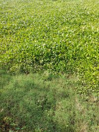 Plants growing on field