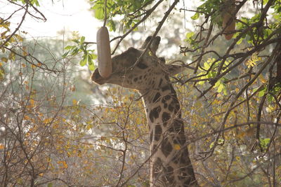 View of giraffe in forest