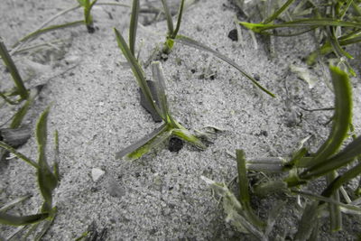 High angle view of small lizard on land