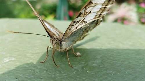 Close-up of butterfly