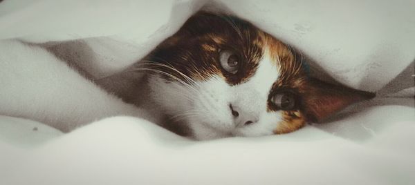 Close-up of cat lying on sofa