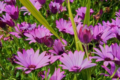 Close-up of purple flowering plants on field