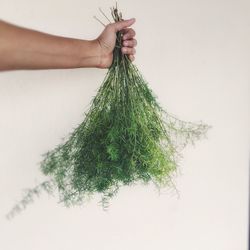 Close-up of hand holding leaf over white background
