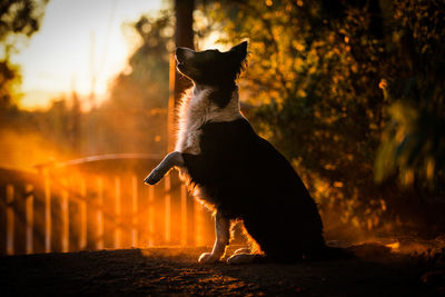 Black dog looking away