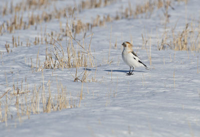 Bird on field during winter