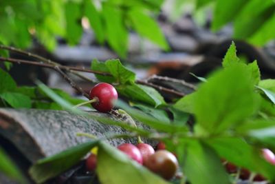 Close-up of red berries growing on plant