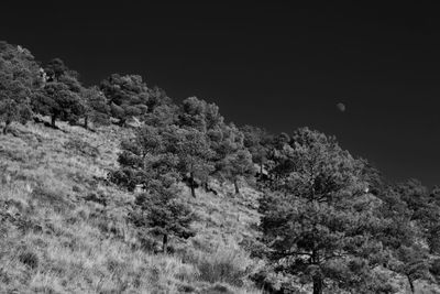 Low angle view of trees on hill