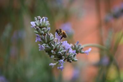 Close-up of bee pollinating on purple flower