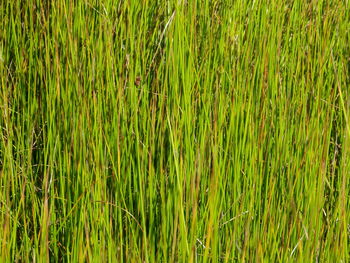 Full frame shot of bamboo plants on field