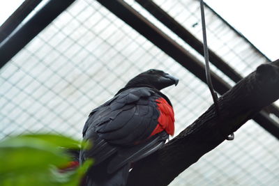 Low angle view of parrot perching on cage