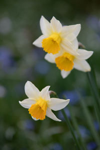 Close-up of yellow flowering plant