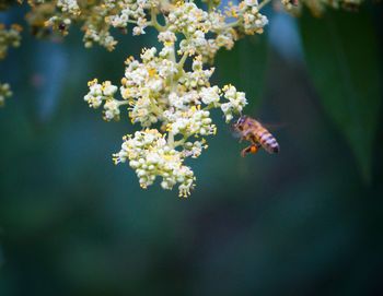 Bee flying by white flowers blooming outdoors