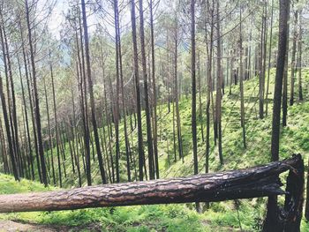 Trees growing in forest