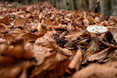 Mushroom between dry leaves