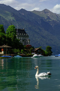 Swans swimming in lake