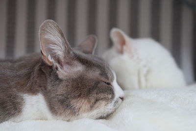 Close-up of a cat sleeping