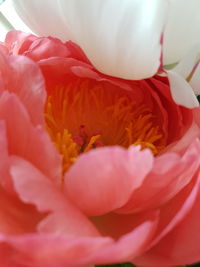 Full frame shot of red rose flower