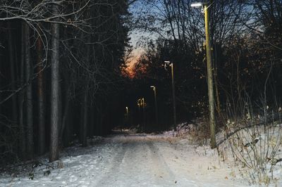 Trees in forest during winter