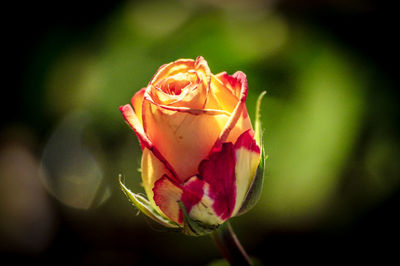 Close-up of pink rose