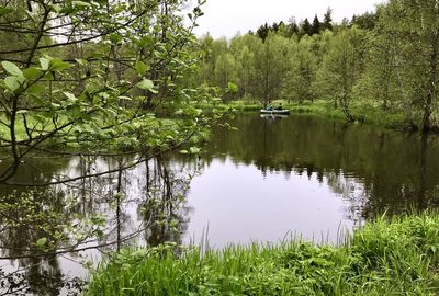 Scenic view of lake in forest