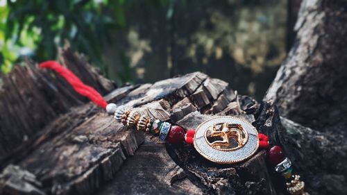 Close-up of rakhi on wood in forest