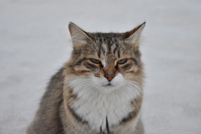 Close-up portrait of cat