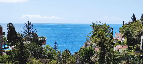 Panoramic view of palm trees against sky