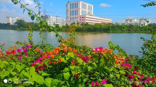 Flowers blooming by river in city against sky