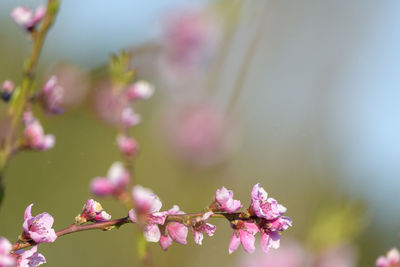 Close-up of pink cherry blossoms