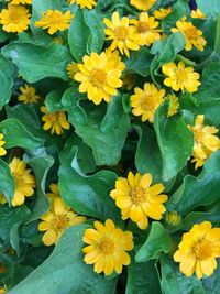 High angle view of yellow flowering plants