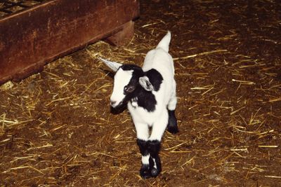 High angle view of white horse on field