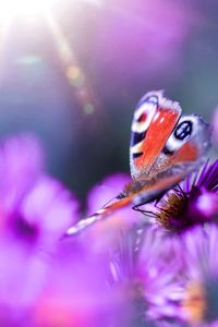 Close-up of butterfly pollinating on purple flower