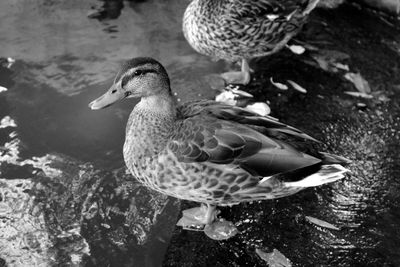 High angle view of mallard ducks in lake