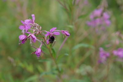 Close-up of bee pollinating on pink flower