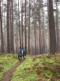 Man riding bicycle in forest