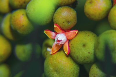 Full frame shot of fruits