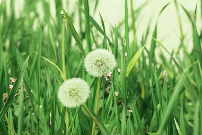 Close-up of dandelion on field