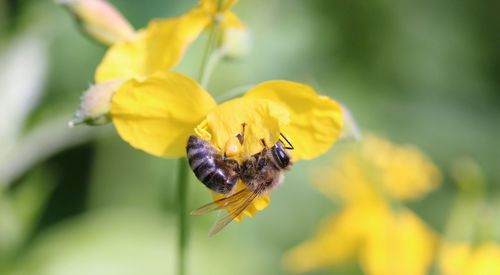 Close-up of bee on yellow flower