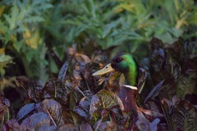 Close-up of bird perching on leaves