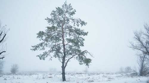 Trees on snow covered landscape