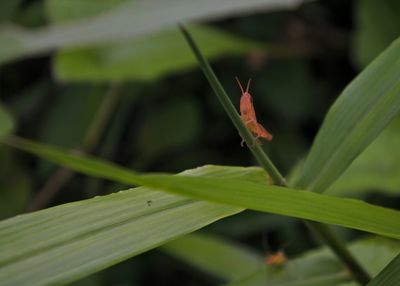 Close-up of insect on leaf