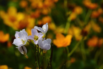 Close-up of white flowering plant
