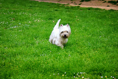 Dog on field
