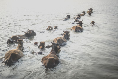 High angle view of ducks swimming in sea