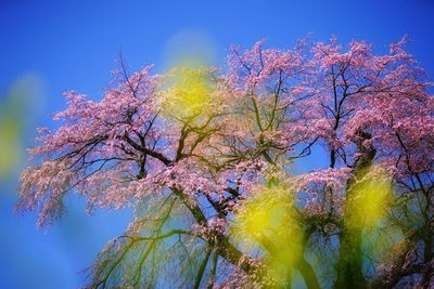 Low angle view of pink flowers against blue sky