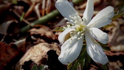 Close-up of white flowering plant on field