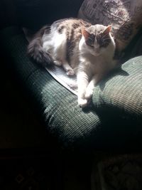 Cat resting on bed