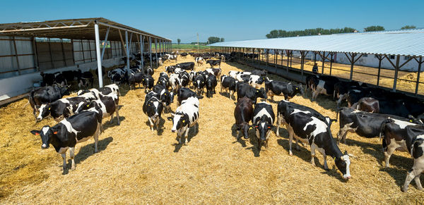 High angle view of cows in dairy farm