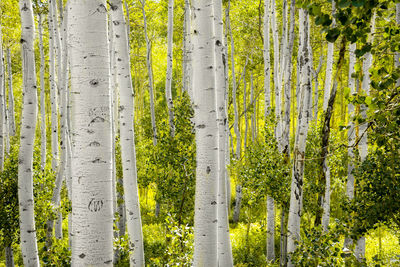 Trees in forest