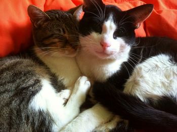 Close-up of cat sleeping on sofa